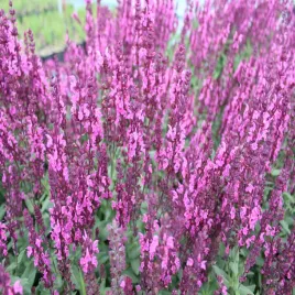 szalwia-omszona-pink-field-fioletowe-kwiaty-ozdobne-sadzonki-sadzonka