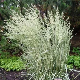 trzcinnik-ostrokwiatowy-calamagrostis-overdam-trawy-trawa-ozdobna-sadzonki