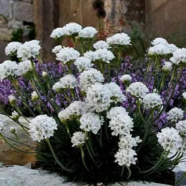 zawciag-amanda-white-biale-delikatne-kwiaty-roslina-wieloletnia-sadzonki