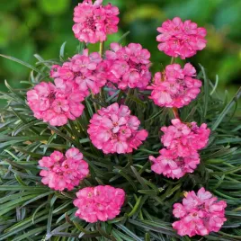 zawciag-nadmorski-amanda-rozowy-rozowe-delikatne-kwiaty-sadzonki