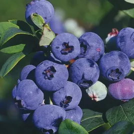 borowka-amerykanska-darrow-doniczka-krzew-owocowy-duze-smaczne-owoce