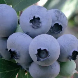 borowka-blue-jay-doniczka-plenna-odmiana-smaczne-owoce-sadzonki
