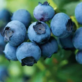 borowka-duke-doniczka-idealna-do-uprawy-ogrodowej-sadzonka-sadzonki