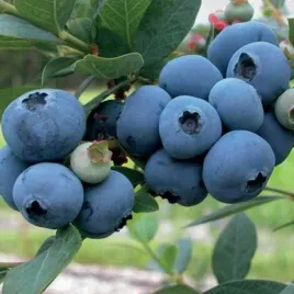 borowka-spartan-doniczka-krzew-owocowy-sadzonka-sadzonki-borowki