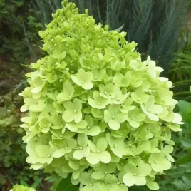 hortensja-bukietowa-limelight-duze-zielone-kwiaty-sadzonka-hortensji