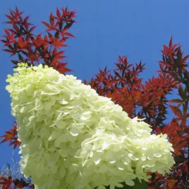 hortensja-bukietowa-polar-bear-duze-biale-kwiaty-sadzonki-hortensje