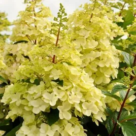 hortensja-bukietowa-candlelight-kwiaty-ogorodowe-idealne-na-rabaty-sadzonki