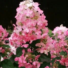 hortensja-bukietowa-magical-fire-duze-rozowe-kwiaty-hortensji-sadzonki