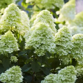 hortensja-bukietowa-magical-candle-krzew-kwitnacy-cale-lato-sadzonki