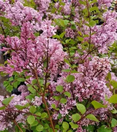 bez-lilak-palibin-intensywny-zapach-doniczka-1-szt-sadzonki-sadzonka