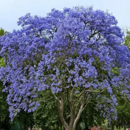 paulownia-omszona-drzewko-tlenowe-doniczka-1-szt-sadzonki-sadzonka
