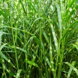 miskant-chinski-zebrinus