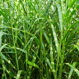 miskant-chinski-zebrinus