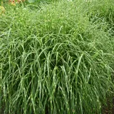 miskant-chinski-zebrinus