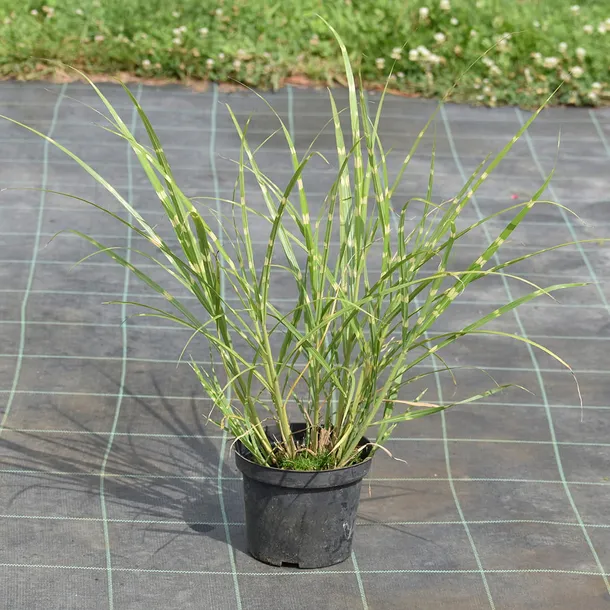 miskant-chinski-zebrinus