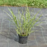 miskant-chinski-zebrinus