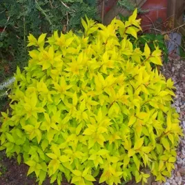 tawula-japonska-golden-princess-1-szt-sadzonki-sadzonka-rosliny-ozdobne