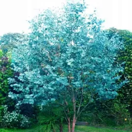 eukaliptus-niebieski-aromatyczne-niebieskie-liscie-sadzonki-sadzonka