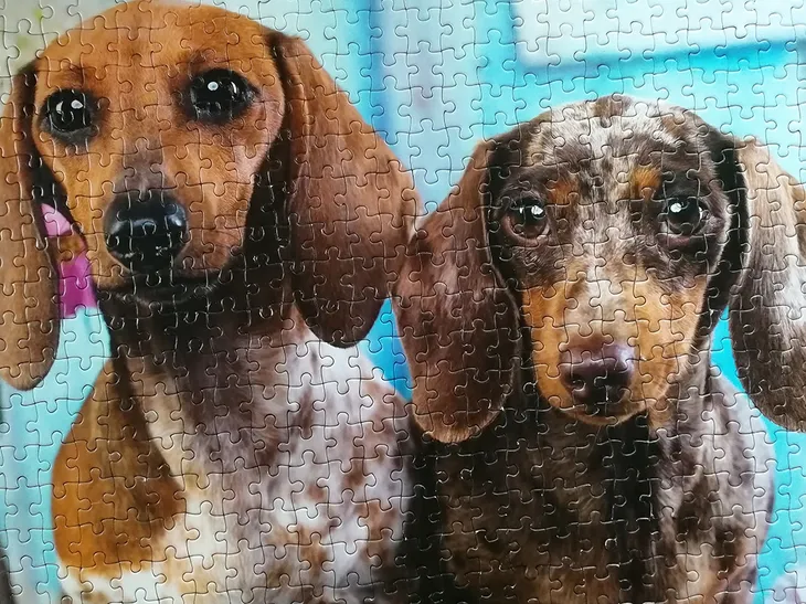 puzzle-1000-dashing-dachshunds-kolekcja-6416739583143