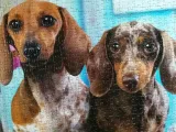 puzzle-1000-dashing-dachshunds-kolekcja-6416739583143