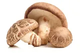 shitake-z-konopiami-i-kardamonem-90g-odpornosc-wirus-hpv-grzyby-medyczne