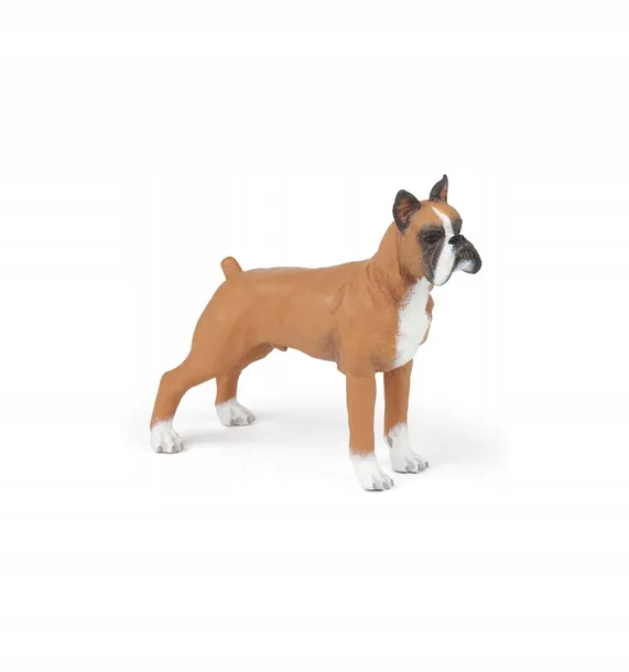 boxer-papo-stan-nowy