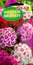 gozdzik-brodaty-2g-nasiona-kwiatow-polan