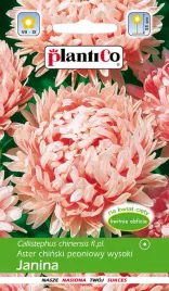 aster-chinski-peoniowy-wysoki-rozowy-janina-1g-plantico