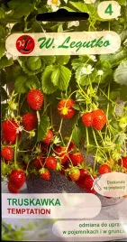 truskawka-temptation-003g-nasiona-w-legutko