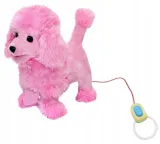 pies-pudel-chodzacy-na-smyczy-mix-plec-chlopcy-dziewczynki