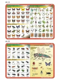 podkladka-edu-025-motyle-owady-anatomia
