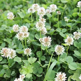 koniczyna-biala-miododajna-poplon-pasza-roslina-zielony-nawoz-1000g