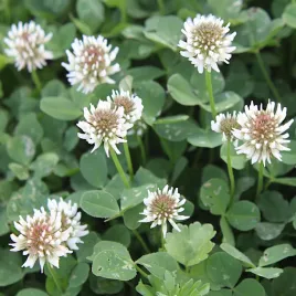 koniczyna-biala-poplon-pasza-roslina-miododajna-zielony-nawoz-500g