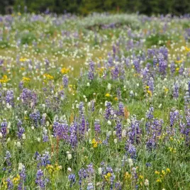 poplon-staczkowo-zbozowy-nasiona-groch-lubin-zyto-dobry-pod-warzywa-1kg