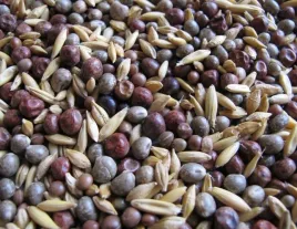 mieszanka-poplonowa-strukturotworcza-poprawa-struktury-gleby-azot-1-kg