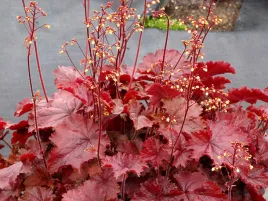 zurawka-northern-exposure-red-p9-czerwona-ozdobne-liscie-do-ogrodu-i-donicy