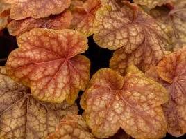 zurawka-world-caffe-arabica-p9-pomaranczowa-wyjatkowa-roslina