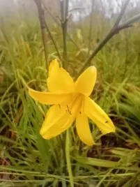 liliowiec-do-ogrodu-i-na-taras