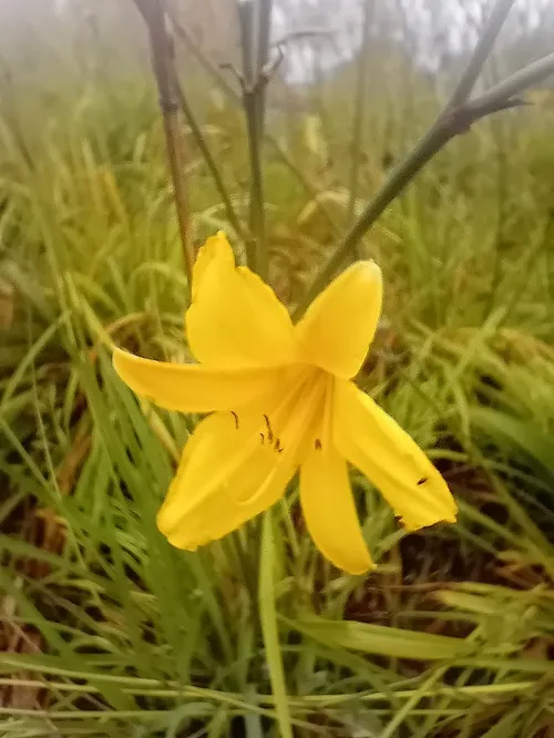 liliowiec-do-ogrodu-i-na-taras