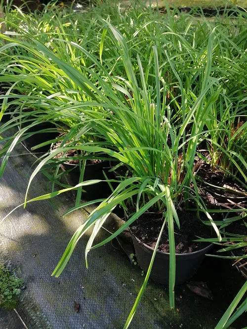 liliowiec-do-ogrodu-i-na-taras-rodzaj-rosliny-liliowce