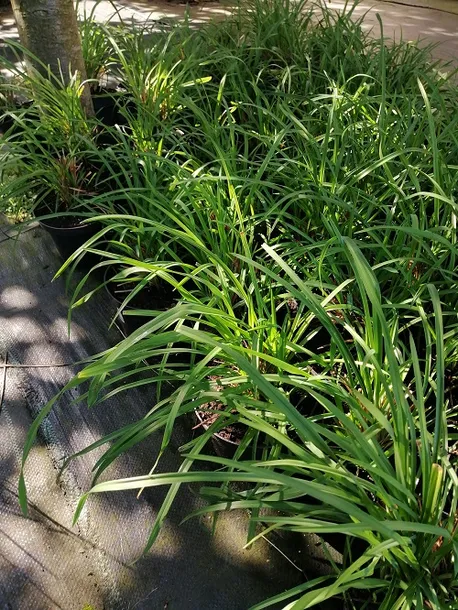 liliowiec-do-ogrodu-i-na-taras-stan-nowy