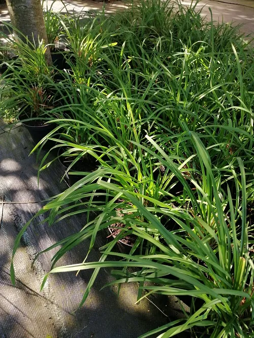 liliowiec-do-ogrodu-i-na-taras