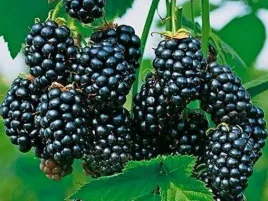 jezyna-bezkolcowa-black-satin-sadzonka-p9