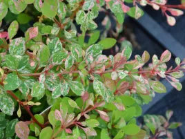 berberys-thunberga-natasza-p9-pstrokaty-marmurkowy