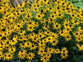 rudbekia-little-goldstar-zolte-kwiaty-do-ogrodu-sadzonka-p9