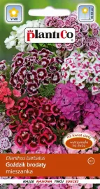 gozdzik-brodaty-mix-05g-barwne-kwiaty-na-rabaty-i-bukiet-nasiona