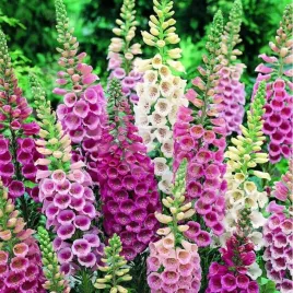 naparstnica-purpurowa-mix-miododajna-idealny-na-rabaty-nasiona-plantico