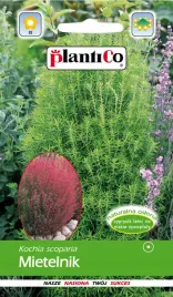 mietelnik-cyprysik-letni-2g-efektowny-zywoplot-na-jesien-nasiona