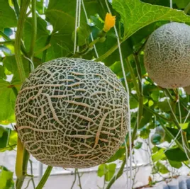 nasiona-melon-emir-1g
