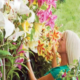 lilia-drzewiasta-mix-5-szt-lilie-cebule-lilii-cebulki